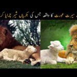 ایک نیک سیرت عورت کا واقعہ جس کی بکریاں شیر چرایا کرتے تھے ert